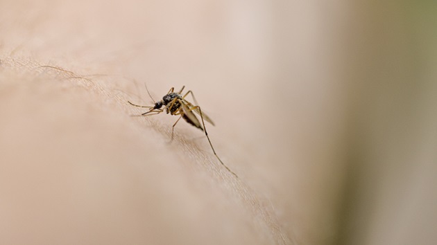 States across US are seeing seasonal increase in mosquitoes with West Nile virus