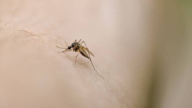 As mosquito-borne illnesses spread, here’s how to tell West Nile, dengue and EEE apart